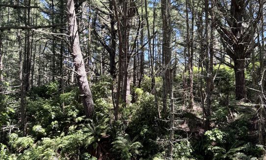 Great Lake Trail Loop, Waikato