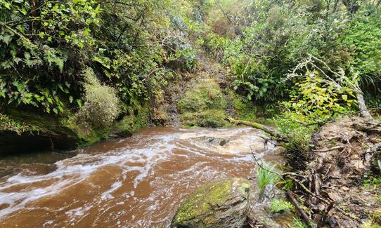 Greengauge Loop, Otago