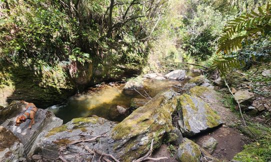 Greengauge Loop, Otago