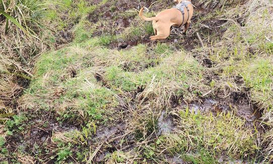 Greengauge Loop, Otago