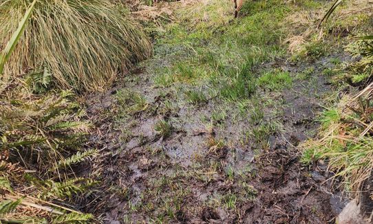 Greengauge Loop, Otago