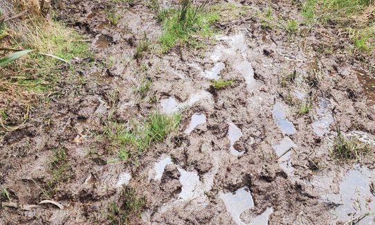 Greengauge Loop, Otago