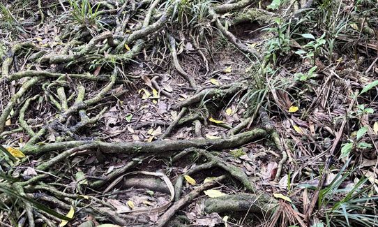 Hakarimata N-S Full Trail Loop , Waikato