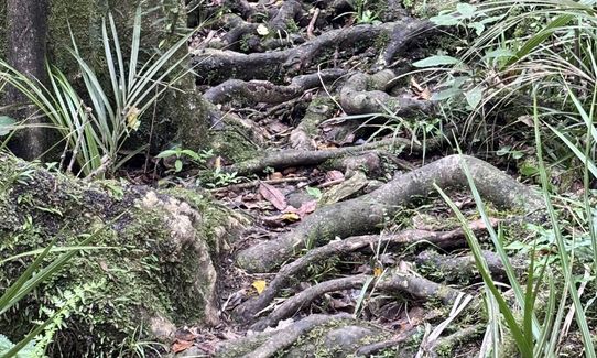 Hakarimata N-S Full Trail Loop , Waikato