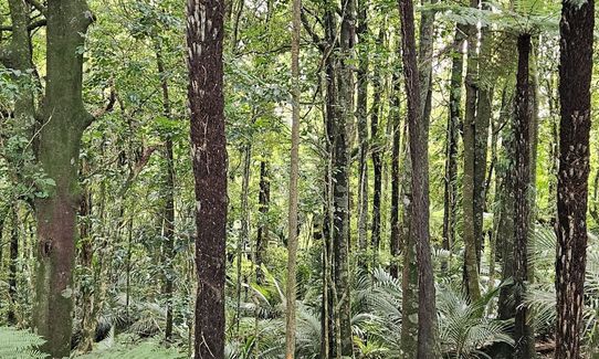 Hapuakohe Hills, Waikato