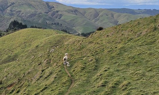 Hapuakohe Hills, Waikato