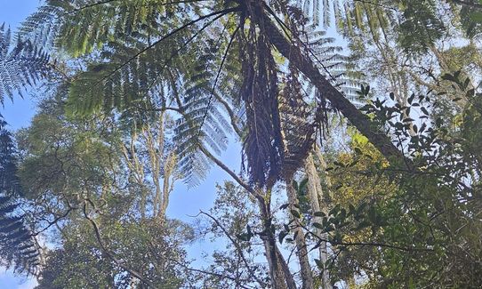 Harker Reserve to Vivian Falls, Waikato