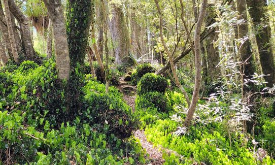 Hauhangaroa Happiness - Southern end, Manawatu - Wanganui