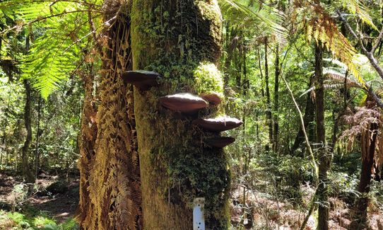 Hauhangaroa Happiness - Southern end, Manawatu - Wanganui