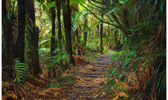 Henderson Tramline - Kaimai , Bay of Plenty