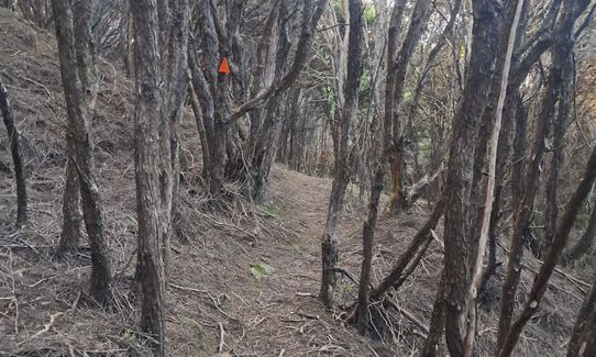 Hereweka Traverse, Otago