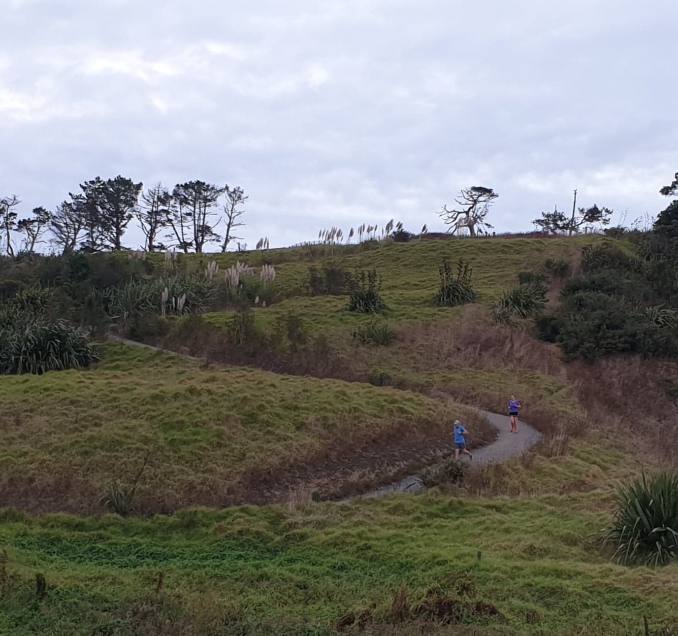 Long bay walking track best sale