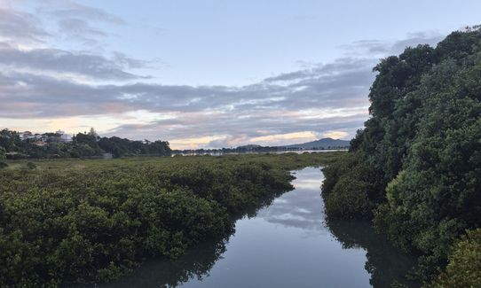 Hobson Bay Loopity, Auckland