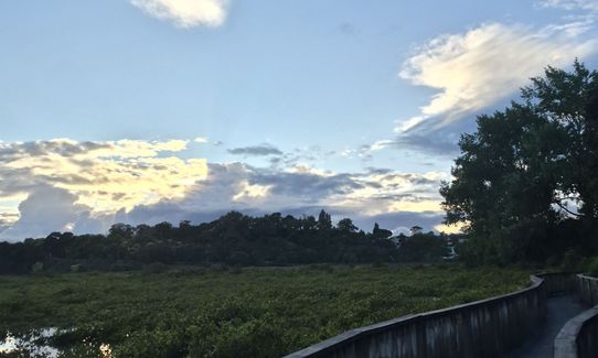 Hobson Bay Loopity, Auckland