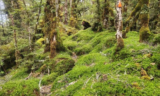 Hollyford Road - Routeburn Loop via Deadmans and Pass Creek, Southland