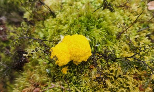 Hollyford Road - Routeburn Loop via Deadmans and Pass Creek, Southland