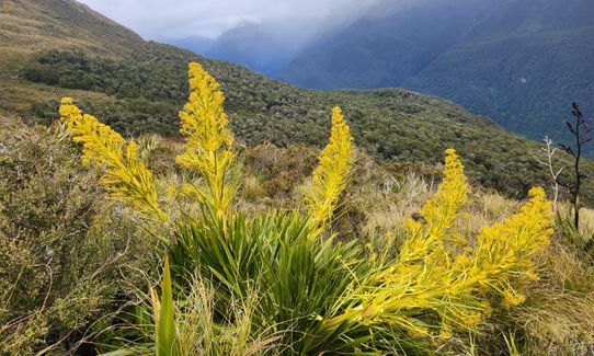 Hollyford Road - Routeburn Loop via Deadmans and Pass Creek, Southland