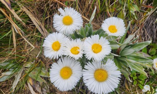 Hollyford Road - Routeburn Loop via Deadmans and Pass Creek, Southland