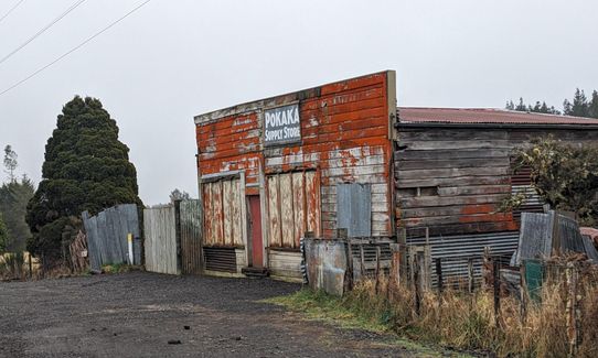 Horopito - Pokaka, Manawatu - Wanganui