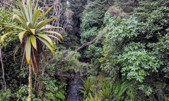 Horopito - Pokaka, Manawatu - Wanganui