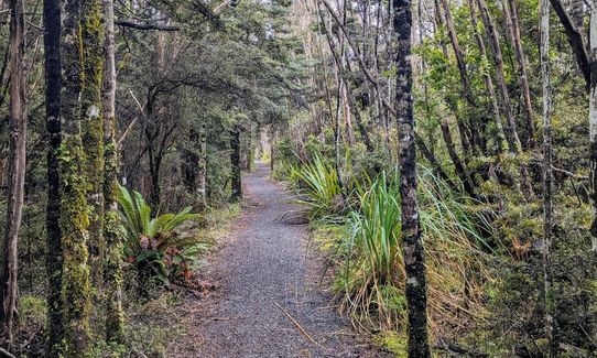 Horopito - Pokaka, Manawatu - Wanganui