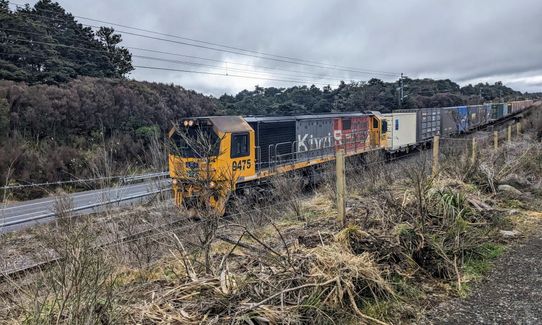 Horopito - Pokaka, Manawatu - Wanganui