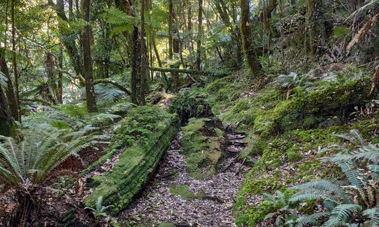 Upland Road to Wairere Falls, Bay of Plenty