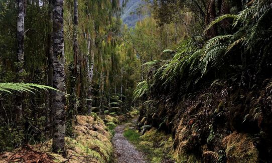 Old Ghost Road - Stern Valley to Seddonville, West Coast