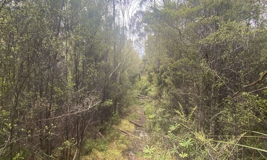Tiropahi Trail, West Coast