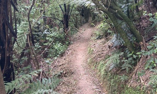 Waddington Loop of Wander, Wellington