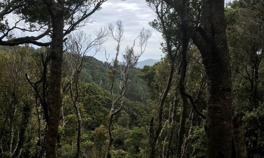 Rata Ridge, Wellington