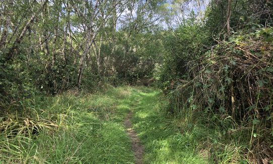 Kahikatea Trail, Tasman