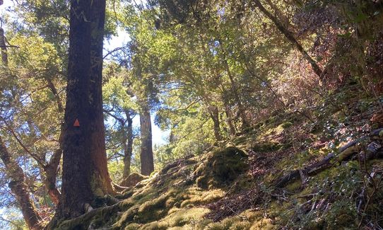 Glacier Burn Track - East Matukituki, Otago