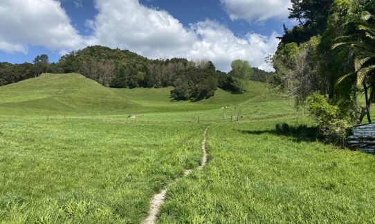 Latham's Hill Track, Bay of Plenty