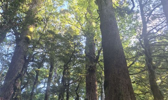 Into Cascade, Waikato