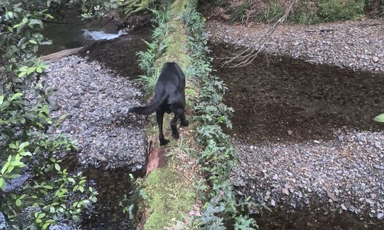Into Cascade, Waikato