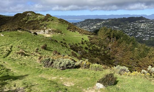 Johnston Hill Loop, Wellington