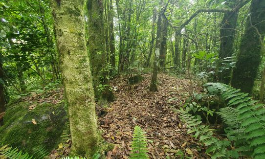 Kahu's Loop, Waikato