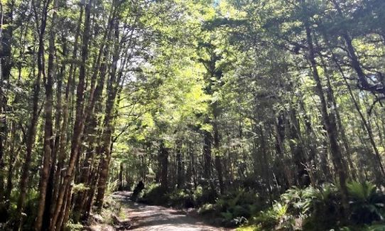 Kaimanawa Killer, Waikato