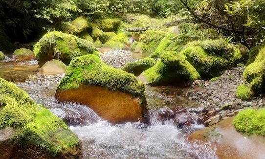 Kaimanawa Killer, Waikato