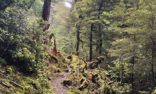 Kaimanawa Killer, Waikato