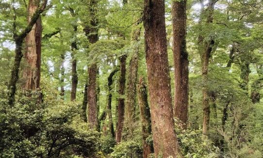 Kaimanawa Killer, Waikato