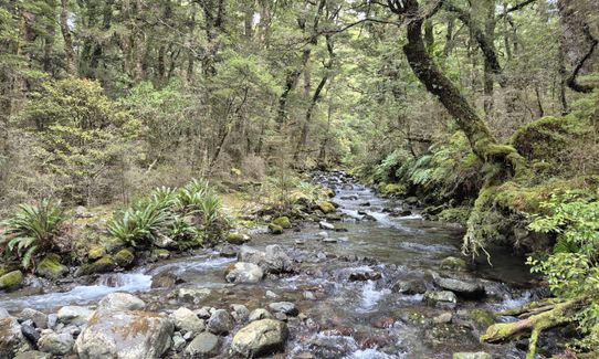 Kaimanawa Killer v2, Waikato