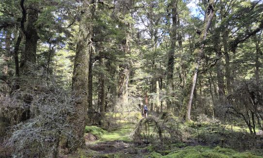 Kaimanawa Killer v2, Waikato