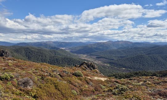 Kaimanawa Killer v2, Waikato