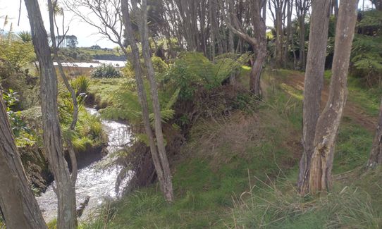 Kaitoke, Rangitahi and Te Hutewai, Waikato