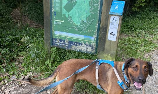 Kaukau Bells Loop, Wellington