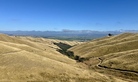 King and Queen of the Withers, Marlborough