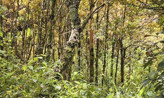 Kokowai Loop, Taranaki