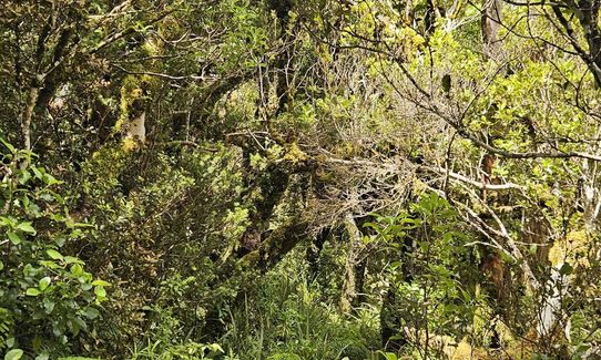 Kokowai Loop, Taranaki